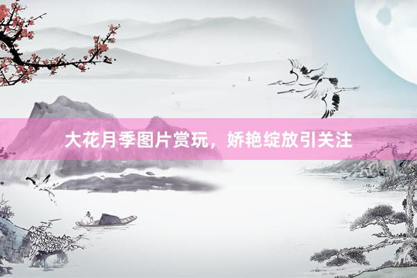 大花月季图片赏玩，娇艳绽放引关注